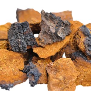 Chaga Pilz